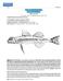 1230 Bony Fishes. Order SCORPAENIFORMES DACTYLOPTERIDAE. Flying gurnards. by W.F. Smith-Vaniz, US Geological Survey, Florida, USA