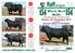 154 Black Beef154. Raff angus. Bulls.   Monday 24 th September Mundibulanga Drillham QLD