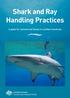 Shark and Ray Handling Practices