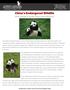 China s Endangered Wildlife Giant Pandas & Golden Snub-Nosed Monkeys