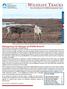 News from Nunavut s Wildlife Management Team. Wildlife Tracks 1 Fall/Ukiaksaaq 2009