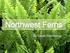 Northwest Ferns. by Gayle Hammond