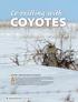 COYOTES. Co-existing with. AFEW YEARS AGO, a coyote found its way into my home town of Fort Erie south of the