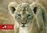 Jeremy Lucas ABOUT LIONS. Heather Gurd CONSERVATION MANAGER. Tobias Otieno RESEARCH MANAGER. Arzina Bhanjee FINANCE MANAGER