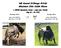 9th Annual Ze'Orange De'Lite Miniature Zebu Cattle Shows. L CROSS Equestrian Center - Lady Lake, Florida May 28-29, 2016