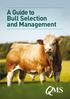 A Guide to Bull Selection and Management