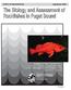 The Biology and Assessment of Rockfishes in Puget Sound