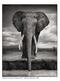 ! 1. Elephant Drinking, Amboseli Killed by Poachers, 2009.