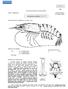 FAO SPECIES IDENTIFICATION SHEETS. FAMILY: PENAEIDAE FISHING AREA 51 (W. Indian Ocean) Parapenaeopsis maxillipedo Alcock, 1905