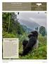 Deeper Rwanda. Gorilla and Chimpanzee Safari. DAY BY DAY ITINERARY gorilla and chimpanzee safari with private guide. Photo credit: Dave Richards
