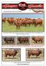 Key to the two Multi Sire groups of bulls used at Excelsus Bonsmara.