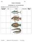 Worksheet 2: Fish Morphology. Fish Morphology, Part 1: Cross-Sectional Body Shape. Name Example Characteristics