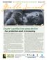 Grauer s gorillas face steep decline