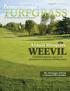 Weevil. Annual Bluegrass. Oviposition Behavior and Larval Development in Golf Course Putting Greens. The Advantages of Being a National STMA Member