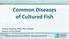 Common Diseases of Cultured Fish. Stephen Reichley, DVM, PhD, CertAqV Director of Fish Health
