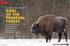 Spotlight THE EUROPEAN BISON KING OF THE PRIMEVAL FOREST. The secret life and habits of the last giant roaming Central Europe s impenetrable woods