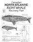 Canadian. North Atlantic Right Whale. Recovery Plan