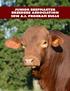 Junior Beefmaster Breeders Association 2018 A.I. Program Bulls