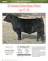 The Simmental & Simm-Influence Division Lots