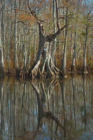 Vulnerability of Habitats Cypress-Water Tupelo Swamps