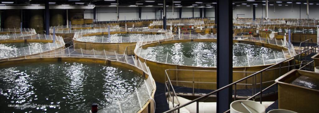 Bell Aquaculture, Albany, IN