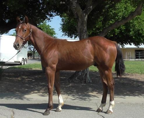 Registration Pending 2014 Chestnut Filly Playin N Powder 2014 Bay Gelding Female Line: Dam: ISABELLA GANGSTER by GANGSTER CHIC earner of $8,476: 7 th, NRCHA Futurity Non-Pro; 4 th, NRCHA Futurity