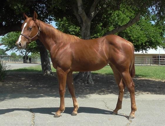 Badgley Mischka 2014 Chestnut Filly Female Line: Dam: SAILING BADGER by SAILING SMART. 2 nd Dam: PEPPY SAN SIS by PEPPY SAN BADGER $26,377: Finalist NCHA Open Futurity; Finalist NCHA Open Derby.