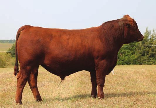 s Rebecca 69M CED BW WW YW MILK CEM Stay Marb YG CW REA FAT 3-1.0 38 59 9 5 15 0.41 0.01 4-0.15-0.01 A complete outcross pedigree for Red Angus breeders with a sterling pure Canadian genetic pedigree.