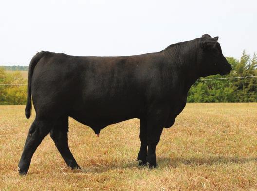 Rita 521 N/A Estimated EPDs N/A 16-1.1 53 90.23 14 20 35.33.65.035 A tremendous Black Granite son that is the Complete Package.