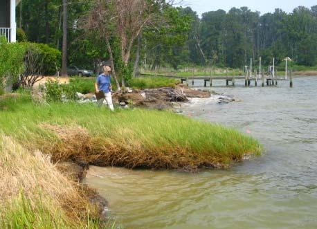 and/or the width of the marsh may not fully reduce the wave energy, resulting in upland erosion.