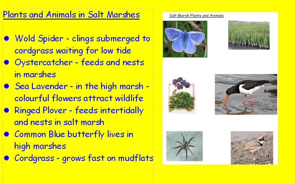 Threats to salt marshes 1. Sea level is rising due to climate change & the land along the south east of England is tilting towards the sea 2. Recreational use - walkers can damage saltmarsh. 3.