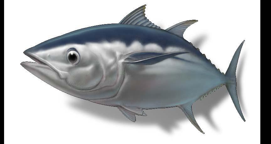 BET Bigeye tuna, Patudo, Thon obèse 60 50 40 30 20 10 0-10 -20-30 -40-50 Scientific name Distribution Spawning grounds Maturity Life span Thunnus obesus Widely distributed in the tropical and