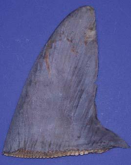 The cutting and drying process causes variation in dorsal fin shape. Although the A/W value was the most consistent measurement we found to isolate species with especially tall dorsal fins (ie.