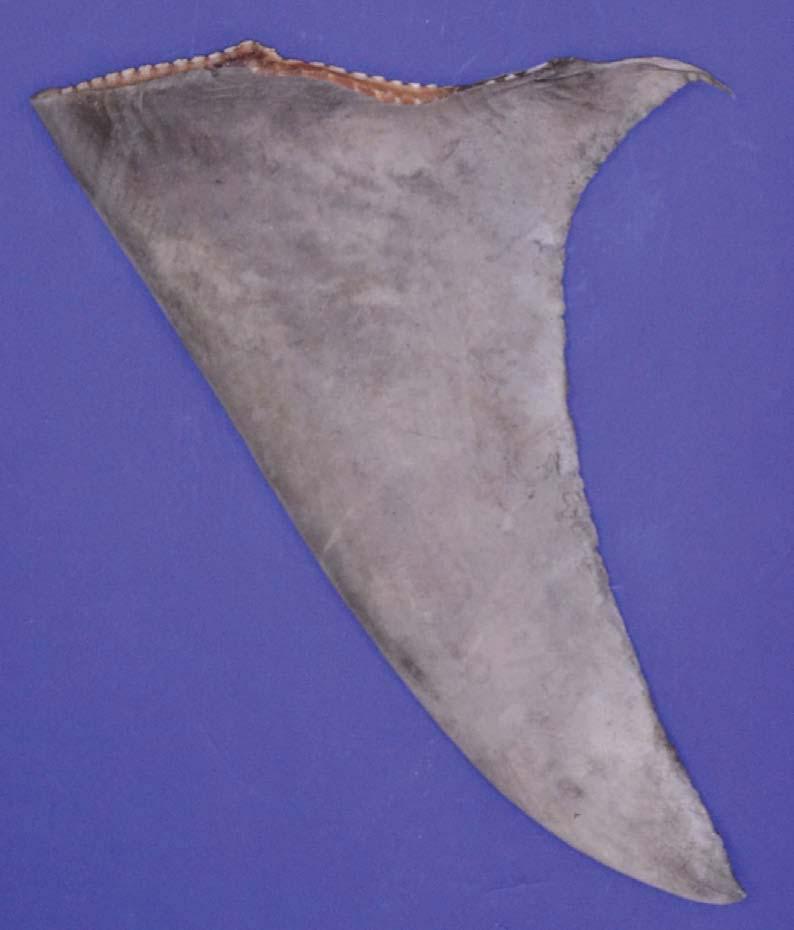 Great hammerhead shark (Sphyrna mokarran) Distribution: Worldwide, warm temperate to tropical regions. Habitat: Inshore. Mostly taken in coastal and estuarine fisheries.