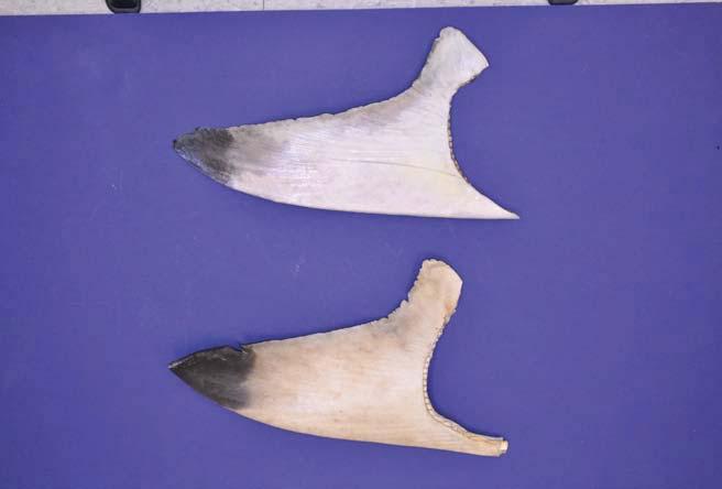 Blacktip shark (Carcharhinus limbatus); Spinner shark (Carcharhinus brevipinna) Distribution: Worldwide, warm temperate to tropical