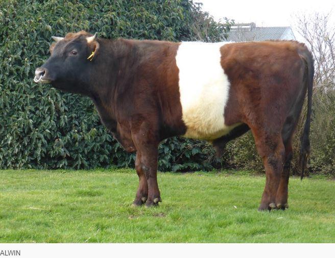 Horstra's ALWIN is a very well bred Lakenvelder bull his Sire Hancky is a dairy character bull with lighter frame, this line is known for very easy calving traits.