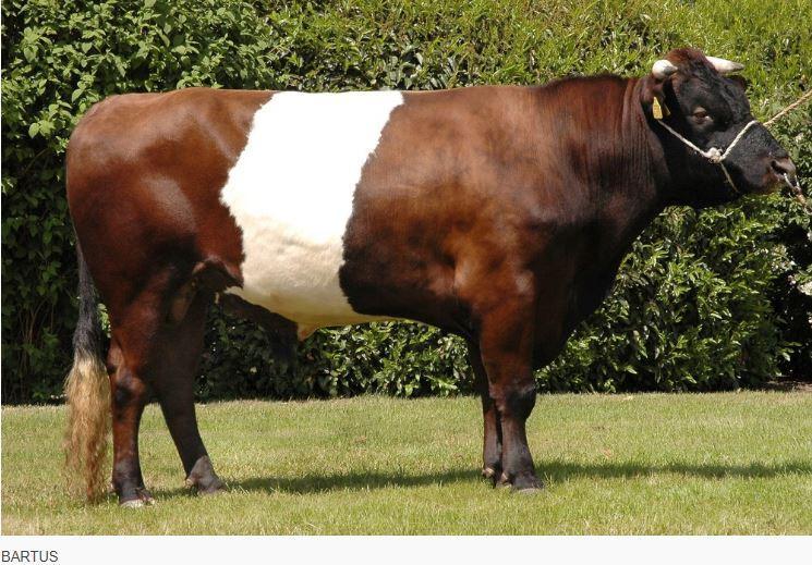 Bartus is a trus dairy character Lakenvelder bull descended from great bulls Bertus and Toon both bulls that