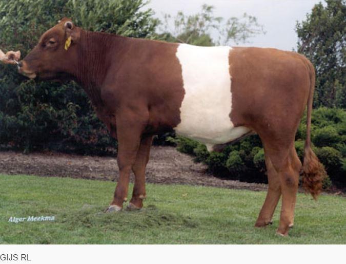 Breeders who have mated with COR are highly satisfied with the resulting calves and often use him again.