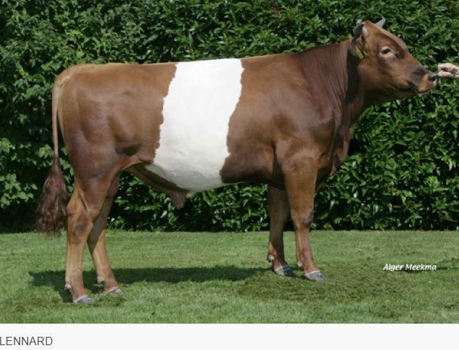 The Sire of GIJS RL is the well known Lakenvelder bull Heiko and the Dam line also originates from the Heika's family.
