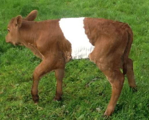 Above is a heifer calf sired by JEROEN on the Somerset farm of Andrew Tanner Breeders report that JEROEN offspring rarely have any mistakes in the quality of the "belt" and further