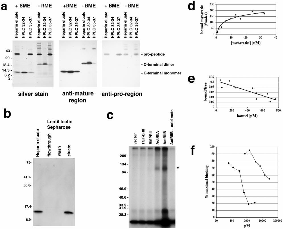 MEDICAL SCIENCES Fig. 1. Binding of myostatin to activin type II receptors. (a) Analysis of purified myostatin protein.