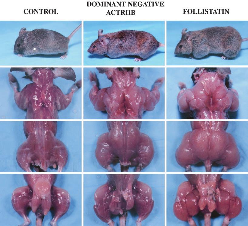 Fig. 2. Increased muscling in mice overexpressing a dominant-negative form of ActRIIB or full length follistatin.