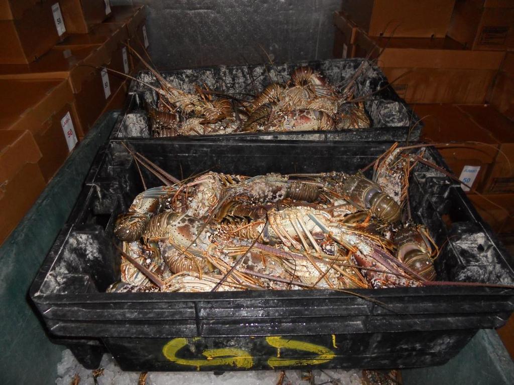 In 2010 spiny lobster was Florida s most valuable fishery A.