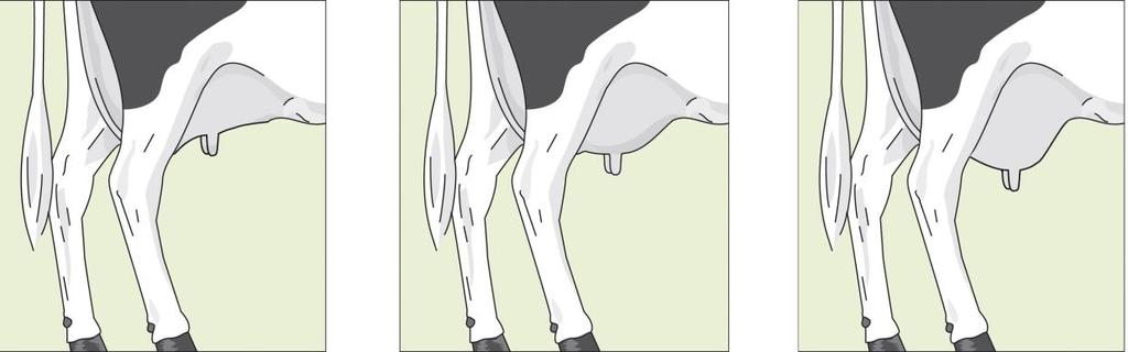 front udder When classifying udder balance the depth of the rear udder is assessed in relation to the depth of the front udder.