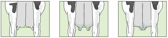 Front teats placed in the middle of the quarter receive score 5. Rear Teat Placement Rear View Wide Intermediate Close Rear teat position is assessed from the rear.