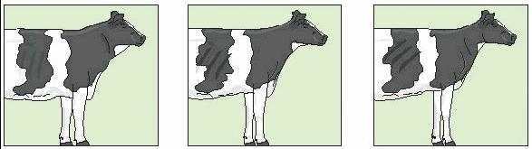A cow with a frail shoulder, a flat rib cage and with front legs close to each other is given score 1.