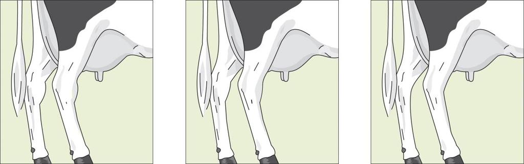 is assessed from the back as well as from the side of the cow. The bone structure is not part of the assessment.