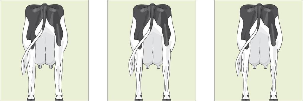 Bone Structure Coarse Intermediate Fine & thin The bone structure is assessed by looking at the rear legs.