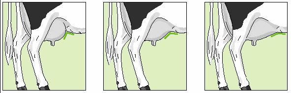 Mammary system Fore Udder Attachment Fore udder attachment describes the strength of attachment of the fore udder to the abdominant wall.