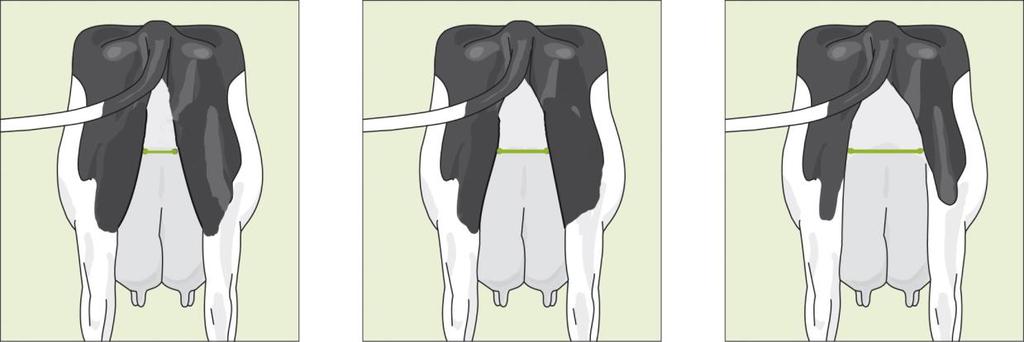 A loose and narrow attachment between udder and body receives score 1.